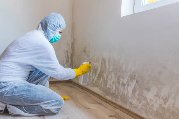 Licensed Black Mold Remediation service in Allentown, PA - Car Mold Remediation