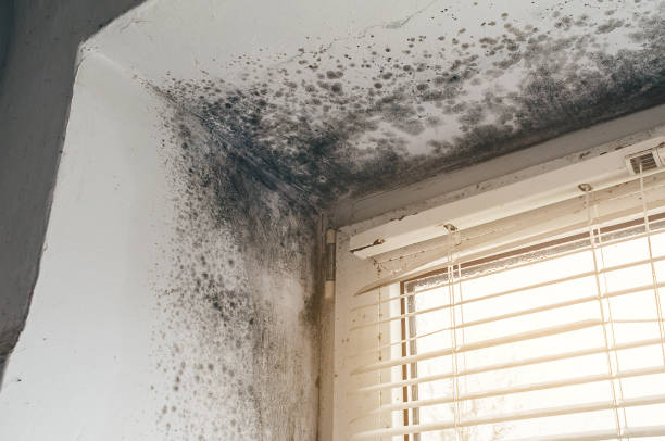 Affordable Black Mold Remediation solutions in Allentown, PA