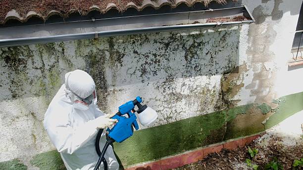 Top rated local Black Mold Remediation specialists in Allentown, PA